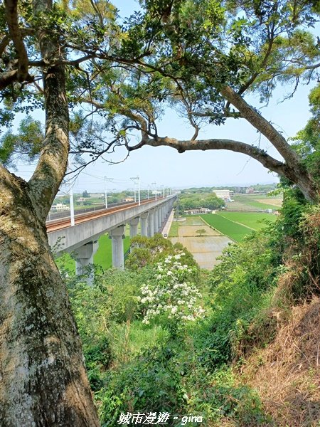 【台中外埔】高鐵觀景台、綠樹成蔭下賞桐花。 外埔水流東桐花步道2136896