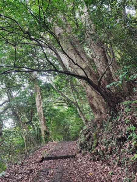 面天山、向天山步道 - 走遍陽明山尋寶任務2262935