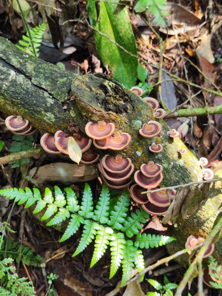 坪頂古圳-荷蘭古道-高頂北五指杏林山-石梯嶺擎天崗3026373