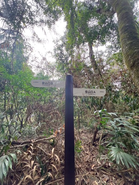 雪山坑環線步道3023323