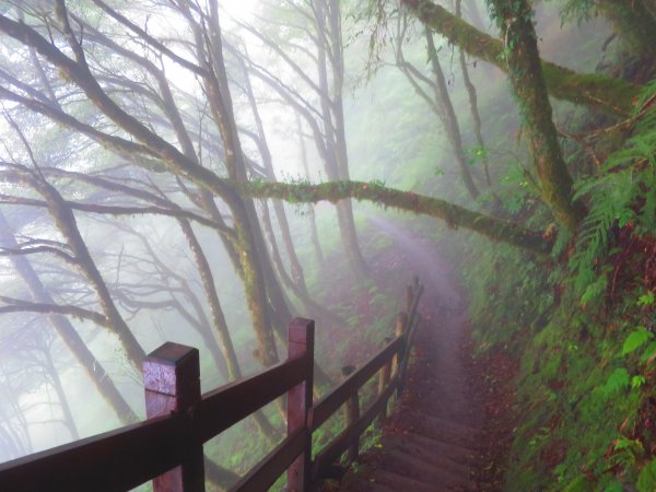 【新竹】觀霧迷幻森林：檜山巨木群步道1111936