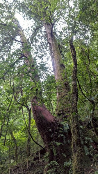 鎮西堡巨木步道群 (B區)2861190