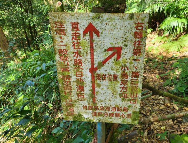 【中級山】插天山的奇幻世界，赫威山，赫威神木群步道2741331