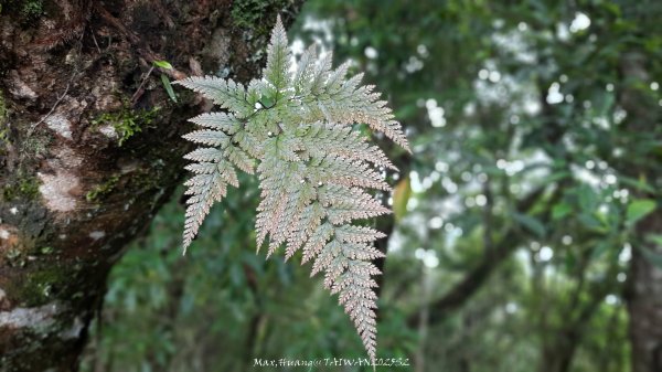 《雲林》望好望角｜石壁山嘉南雲峰步道(中側登山口）202506072805418