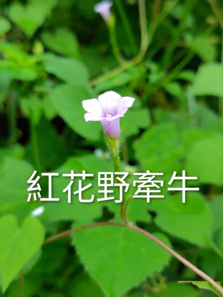 唐子恩山 廢棄油礦2919014