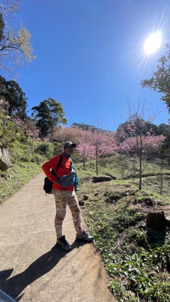 復興鄉悠然秘境櫻花🌸林野餐🧺2722970