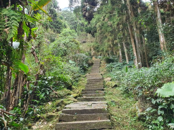 溪頭賞鳥步道1297772