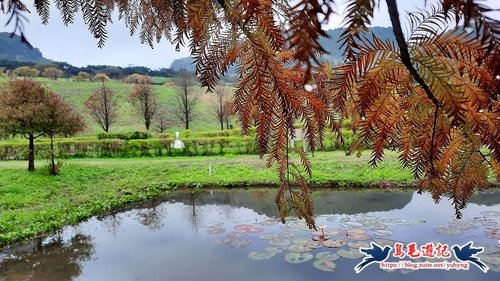 【基隆】天外天環保公園落羽松