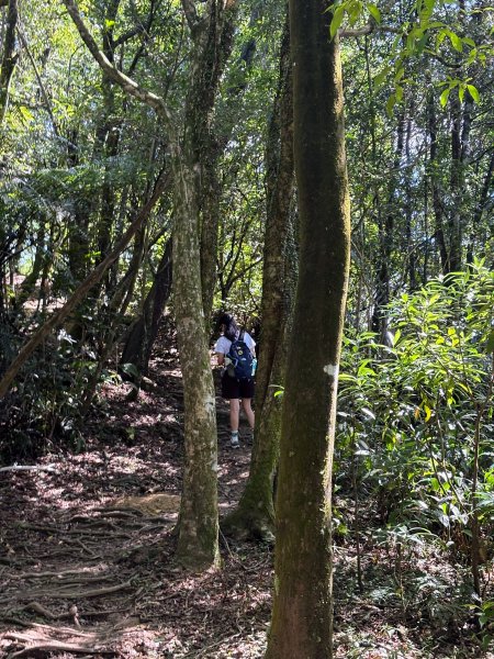 五分山系-望古瀑布段2896302