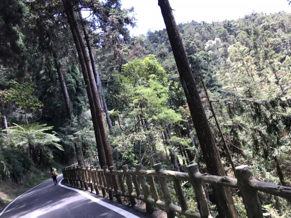 110年5月16日高雄   藤枝國家森林遊樂區1456978