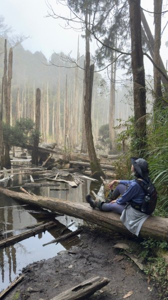 留龍頭-嶺頭山-金柑樹山-忘憂森林（2025必去）2720359