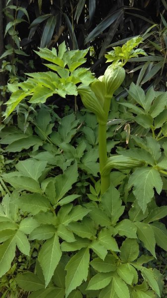 【臺北大縱走2】大屯山主峰、南峰、西峰914093