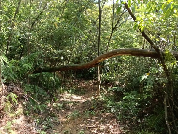 汐止區金明山B線+如意湖O型2860241