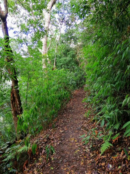 【台中。和平】谷關七雄入門款。 唐麻丹山874526