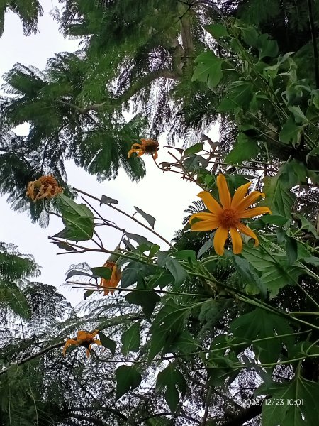 四訪苗栗的花果山-小百岳#037馬那邦山、雪霸國家公園管理處【小百岳集起來、苗栗-臺灣百大必訪步道】2394311