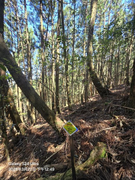 2025-03-22油羅山步道2743431