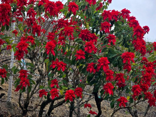 鳶嘴稍來山之楓紅／雲海2974090