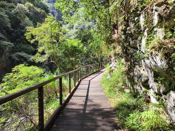 [百山百鳥尋旅-07/15] 2025_0831 八仙山國家森林遊樂區步道群_天籟步道2875924