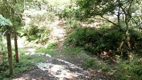 南港區南港茶場步道群(環山步道+桂花步道)+白雲派出所3044475