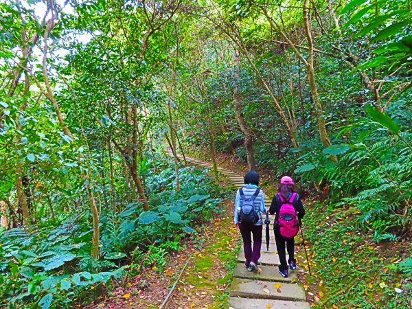 台灣阿凡達奇幻森林國度：大板根森林步道551212