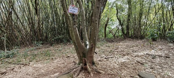 2026/01/25-五酒桶山、山鼻山步道2988097