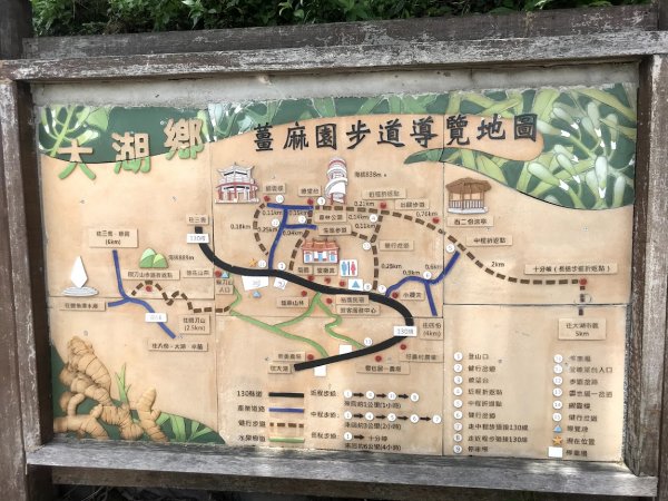 薑麻園桐花步道202006271965412