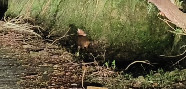 石碇趴趴走追雲趣 12/172963649