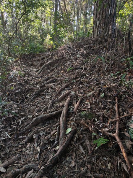 2024.11.29 騎龍山+騎龍古道2990408