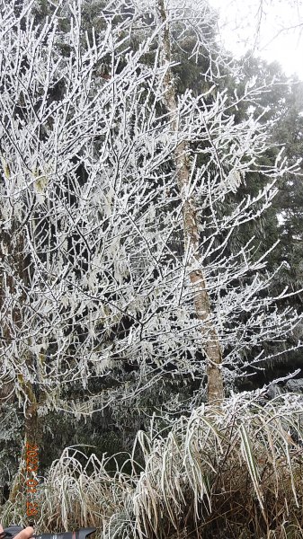 霧茫茫雪白冰封世界-太平山首度追霧淞成功202301282009456