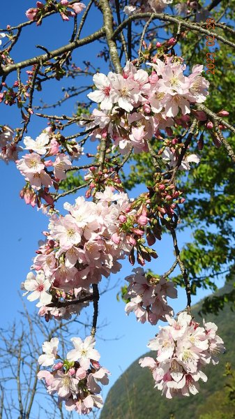 追花是簡單的快樂，賞花是恬淡的幸福。2/282045063