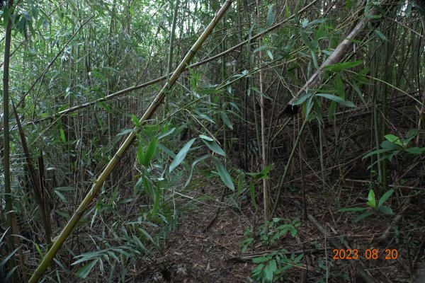 新竹 新埔 石頭坑山、犁頭山2255965