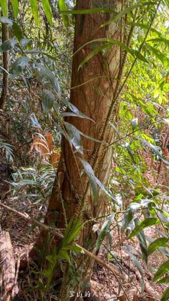 雪山坑環線步道2988746