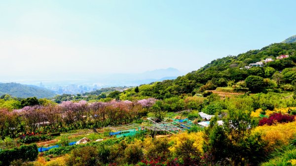 十八份拐圳,陽峰古道,花鐘3017702