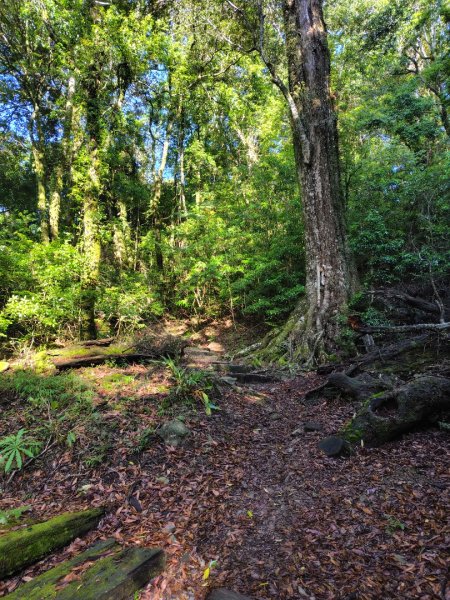 稍來小雪山國家步道、船型山、鞍馬山、鞍馬山東北峰、天池、雪山神木2799813