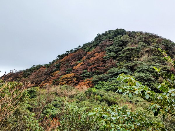 《北插天山》零星的山毛櫸、有點難攀的中級山1917277