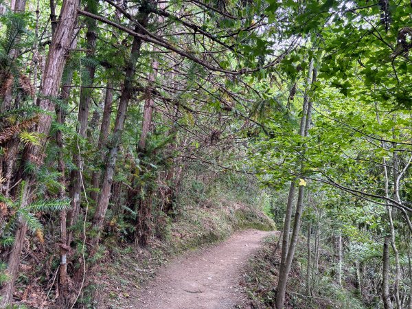 司馬庫斯巨木群登山步道2862138