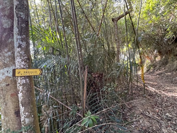 1141207金童山2957715