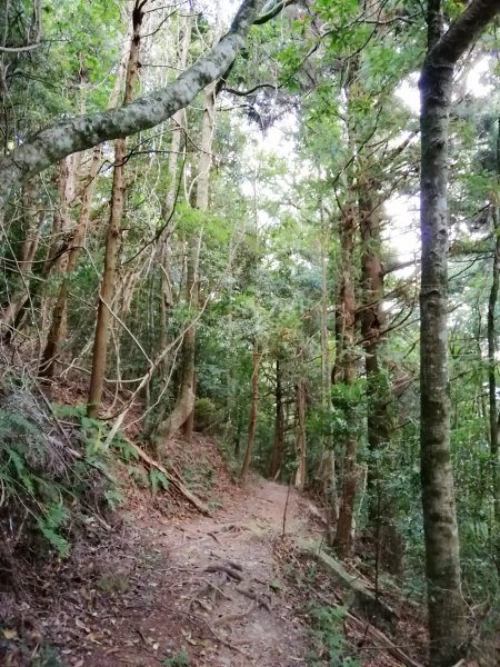 苗栗南庄～陡上陡下無冷場台灣富士山加里山1086986