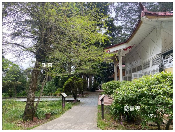 阿里山慈雲寺の紫藤2782142