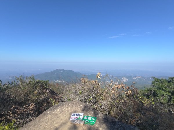 植物照片雞籠山九龍山大凍山2395697