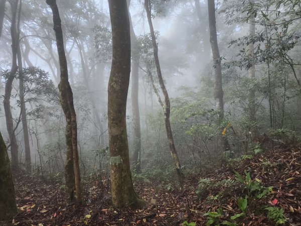 20230409那羅山、煤源山、大混山、道下山O型2142001