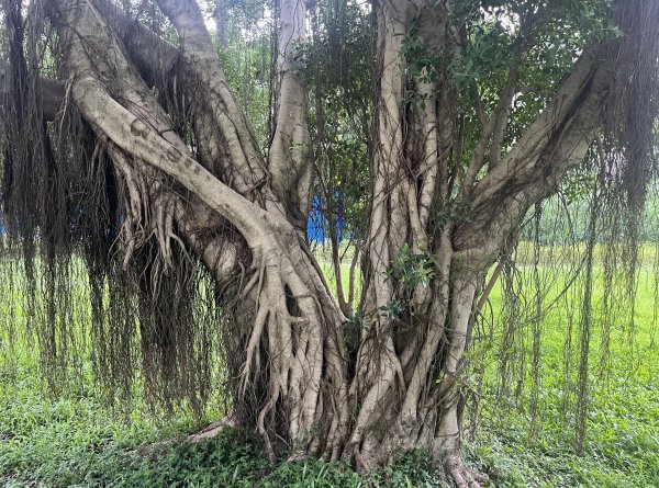 [2025臺北健走趣-01/49] 2025_0617_景美河濱公園2814560