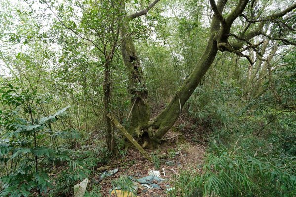 新竹 峨嵋 獅頭山、獅尾山、六寮山、猿山2450049