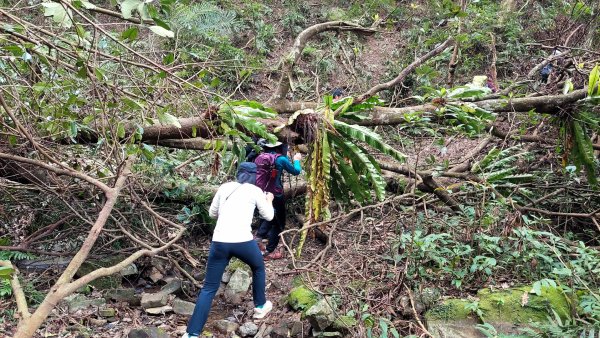 2025元旦山行 新店直潭山、二龍山O型2784959