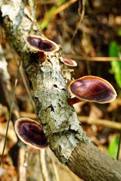 埔里彩蝶瀑布之國姓鄉眉冷山及糯米橋1466152