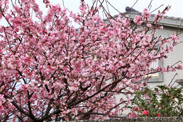 落羽松@原住民主題公園1585871