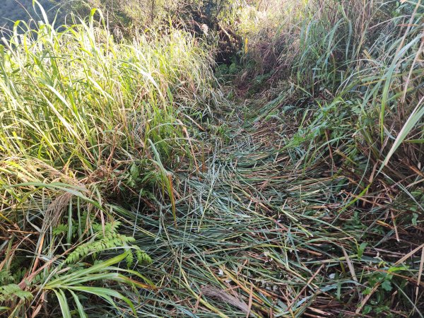 20241201侯硐復興煤礦三貂嶺山大小粗坑O型2681278