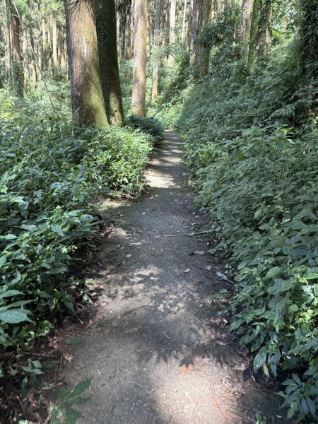 20251004嘉義奮起湖大凍山步道(頂湖)2914913