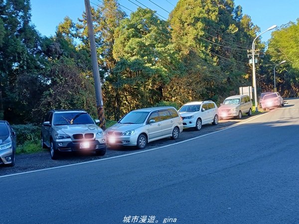 【南投。竹山】茶園竹林巨木櫻花景緻很美(四連峰)。 小百岳集起來。 編號54小百岳金柑樹山1624811