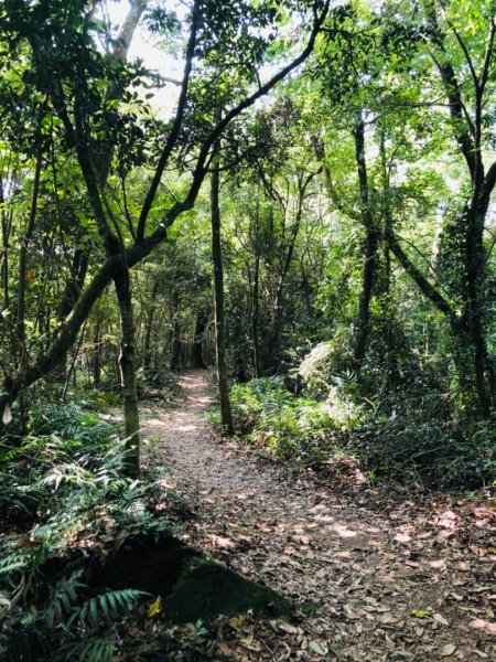 關刀山步道 之 宮崎駿式的浪漫🌹1489190